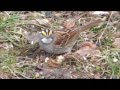 Pennsylvania backyard birds