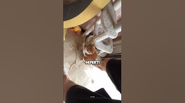 Ketika Kucing Lebih Ngerti Perasaan Daripada Manusia #shorts #idekreatif #kucing