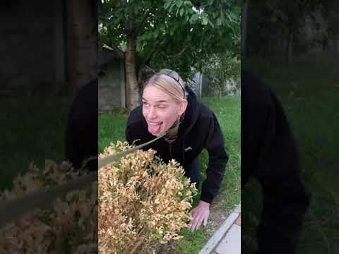 Tik-Tok: Мысли собаки 🐶