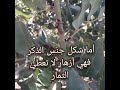 الفرق بين جنس الذكر و الانثى لشجرة الخروب