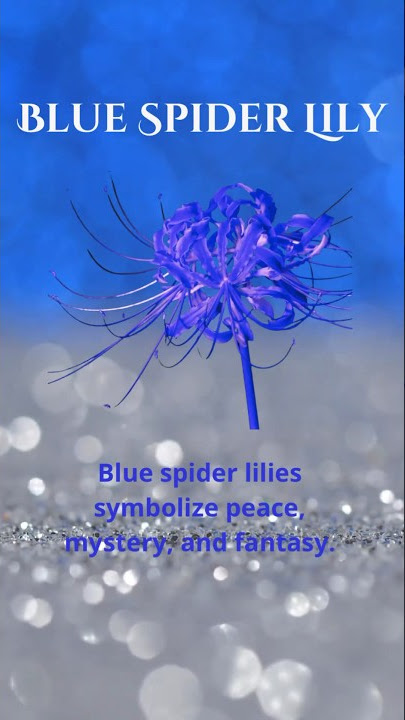 Blue Spider Lily Symbolic Meaning peace, mystery, and fantasy. 💙 Click link in bio!!!