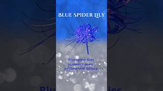 Blue Spider Lily Symbolic Meaning peace, mystery, and fantasy. 💙 Click link in bio!!!