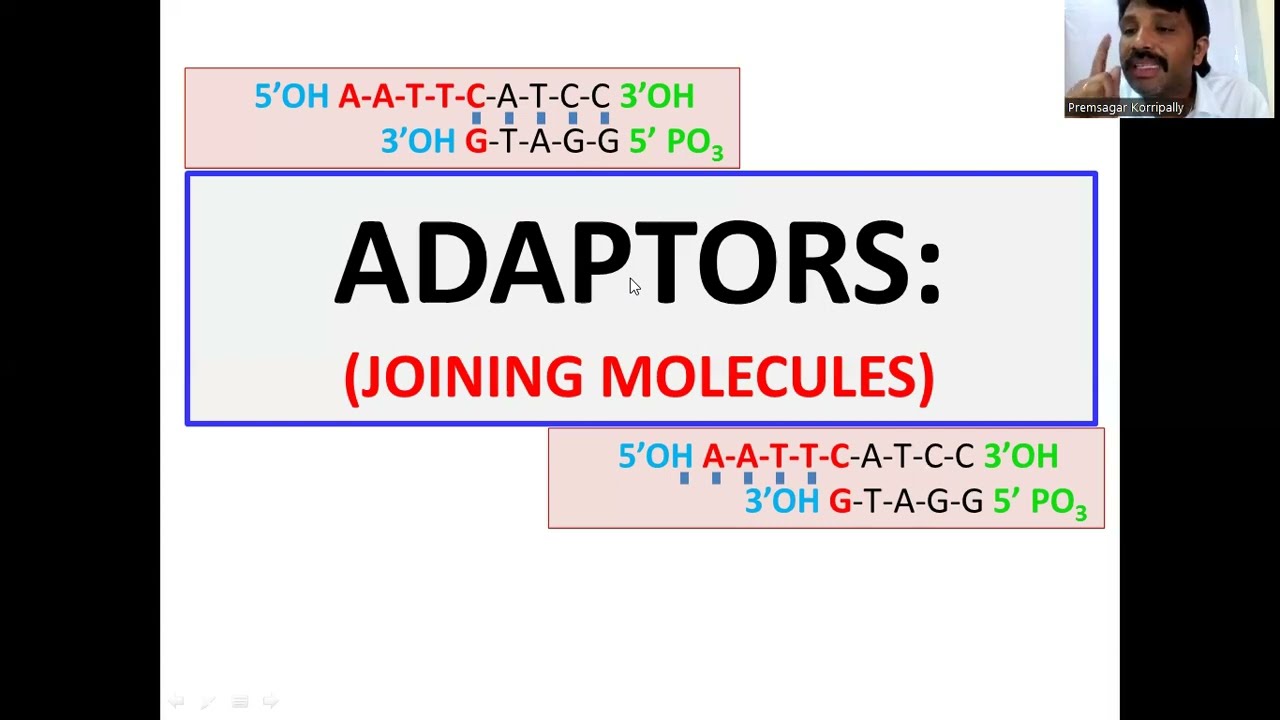 Adaptors: Joining Molecules, Blunt END DNA fragments cloning