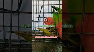 S254/Premium Quality Opaline Birds/25.04.26#birds #viralshort #viralvideos #love #cute