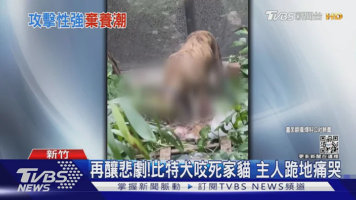 比特犬咬死家貓!民眾持棍搏鬥 主人痛哭:「牠脖子被緊咬」｜TVBS新聞 - 天天要聞