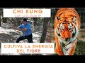 La mejor forma de Activar la ENERGIA DEL TIGRE en este año (Tigre de Agua)