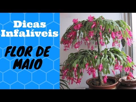 Vídeo: Flor Fúcsia De Interior (27 Fotos): Cuidado E Cultivo Em Casa. Dicas Para Iniciantes, Reprodução E Doenças Fúcsia