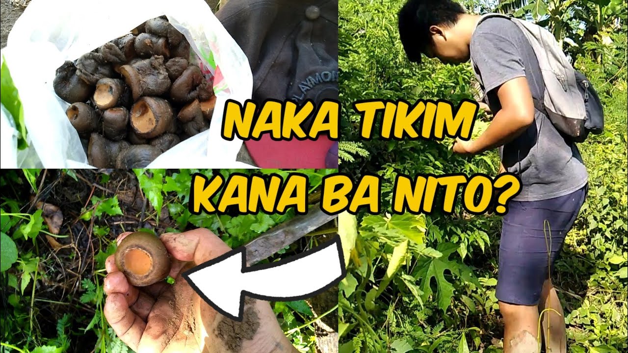 Ilocano Exotic Food Hunting LUS LUSI Lateg Lateg Pick And Cook YouTube ilocano-exotic-food-hunting-lus-lusi-lateg-lateg-pick-and-cook-youtube