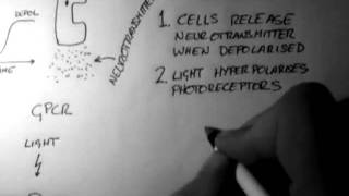 Photoreceptors (Vision 1 of 5)