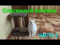 История о нашей спасенной кошке Снежке! ЧАСТЬ 2