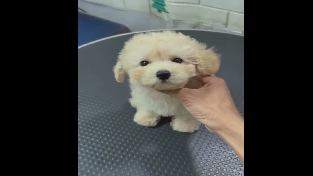 "Daily Cat Life 🐱 Tips, Care & Funny Moments"  