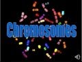 Chromosomes (updated)