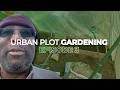 Planting Cabbage, Lettuce & Tomatoes! | Urban Plot Gardenng Ep.3