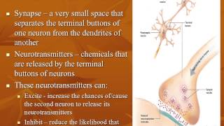 Class 2   Neurons and the Brain Part 1