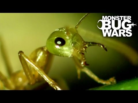Tree Scorpion Vs