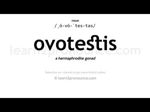 Pronunciation of Ovotestis | Definition of Ovotestis