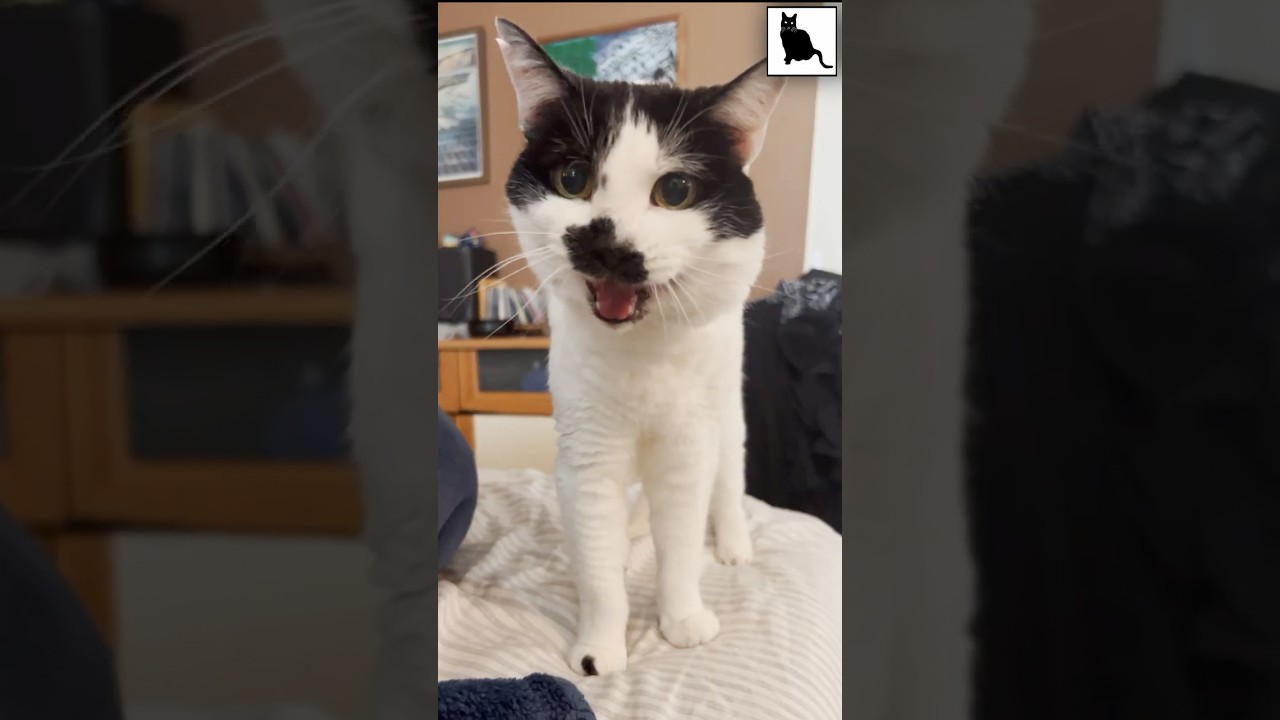 Meowing #Caturday Supercut with Sam Sam | Bonus ESQ-1 synth sounds