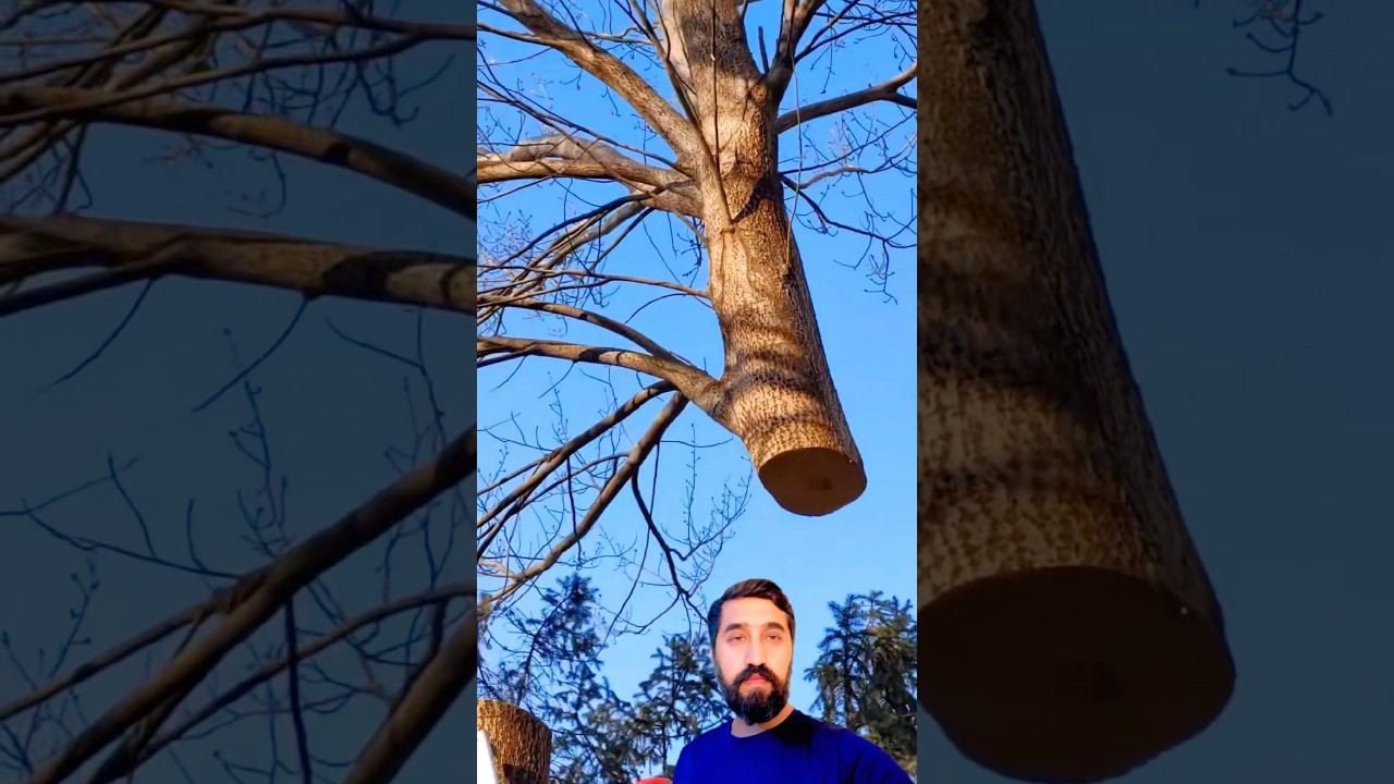 Chainsaw Operator Cuts Tree as Crane Lifts It Away 🌳🚧