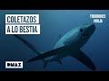 El tiburón azotador: el depredador que caza a latigazos  | Tiburones