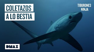 El tiburón azotador: el depredador que caza a latigazos  | Tiburones screenshot 5