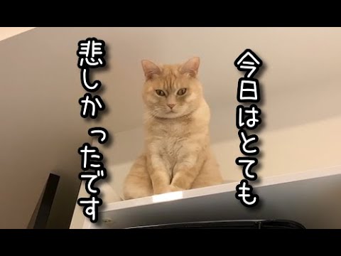 悲しくて今にも泣きだしそうな猫