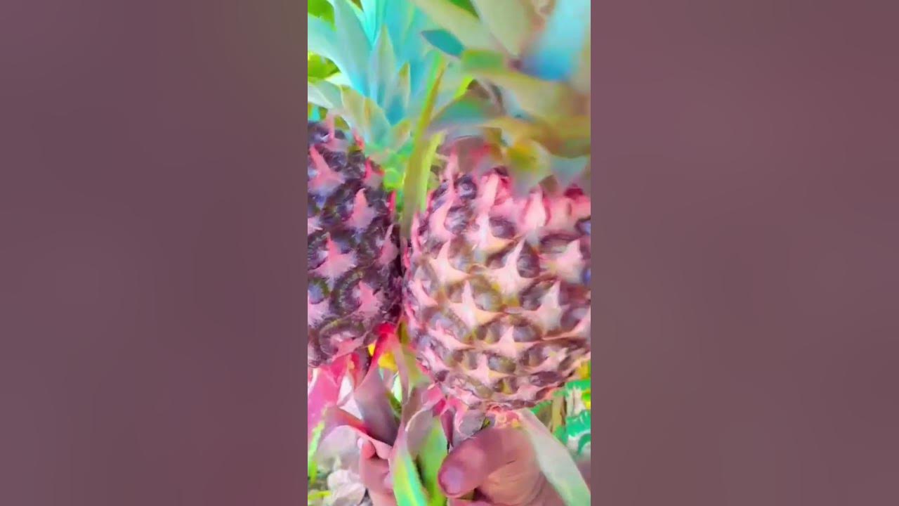 pineapple babys YouTube