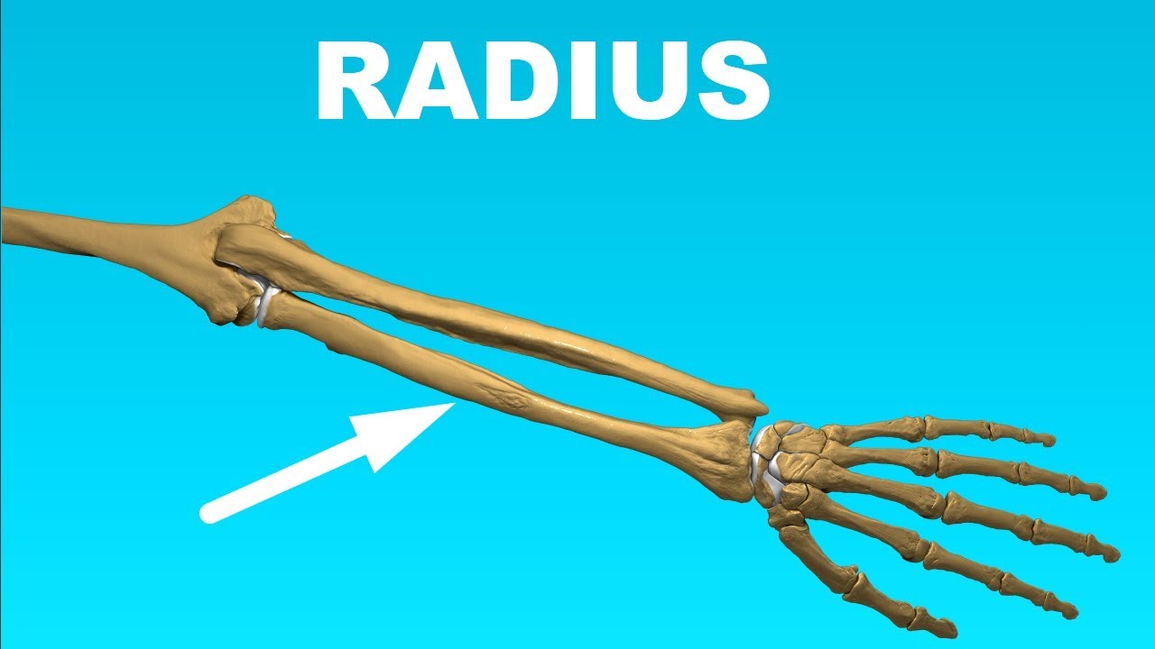 Radius Anatomy - Forearm Bones #6 - YouTube