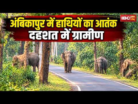 Ambikapur Elephant News: लखनपुर क्षेत्र में हाथियों का आतंक। किसानों की फसलों को पहुंचाया नुकसान