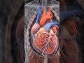 MI #anatomy #animation #dothingsyoudontwanttodo #doctor #lifeisbutadream