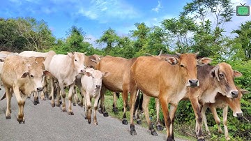 Video Sapi Lembu lucu Jinak di desa Gembala sapi kampung - suara sapi lucu di desa