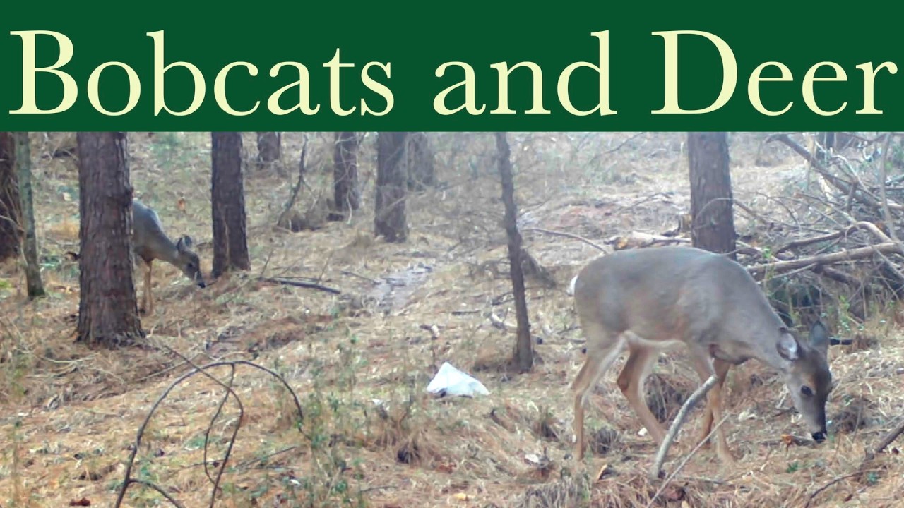 Graceful Deer and Sneaky Bobcats