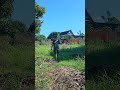 @luxvilegold||lihat reaksinya di lokasi baru #birds #animals #shorts #fypシ゚viral🦅