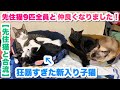 16.【先住猫9匹と合流②】家の先住猫9匹が本気を出せば、どんなに狂暴な子猫でも手懐けられます!ついに!仲良くなりました!✨