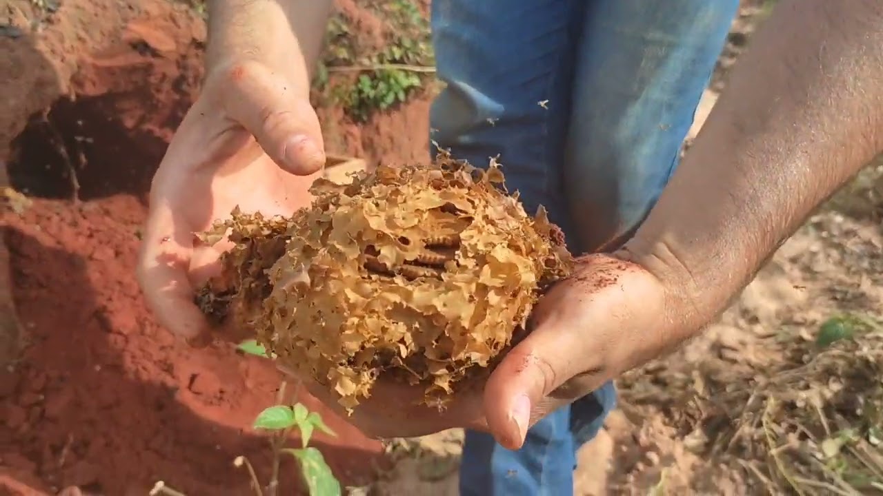 transferindo abelha Jataí do barranco para a caixa ..🐝🐝