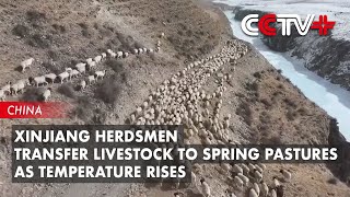 Xinjiang Herdsmen Transfer Livestock To Spring Pastures As Temperature Rises
