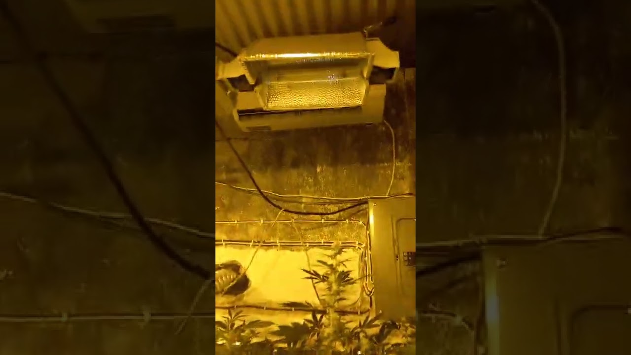 QUE ES LA DEFOLIACION Y PORQUE ES TAN IMPORTANTE EN NUESTRO CULTIVO INDOOR