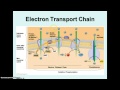 Cellular Respiration and Photosynthesis Quiz