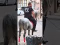 Πάλι σφαλιάρα έπεσε Horse