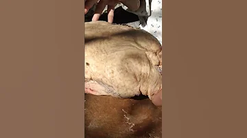 اكبر دكر بط فيومي٥ كيلو بلدي يا جمالوا 