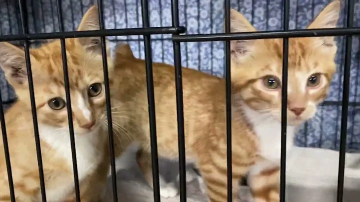 Watch the video about Bobtail Kittens