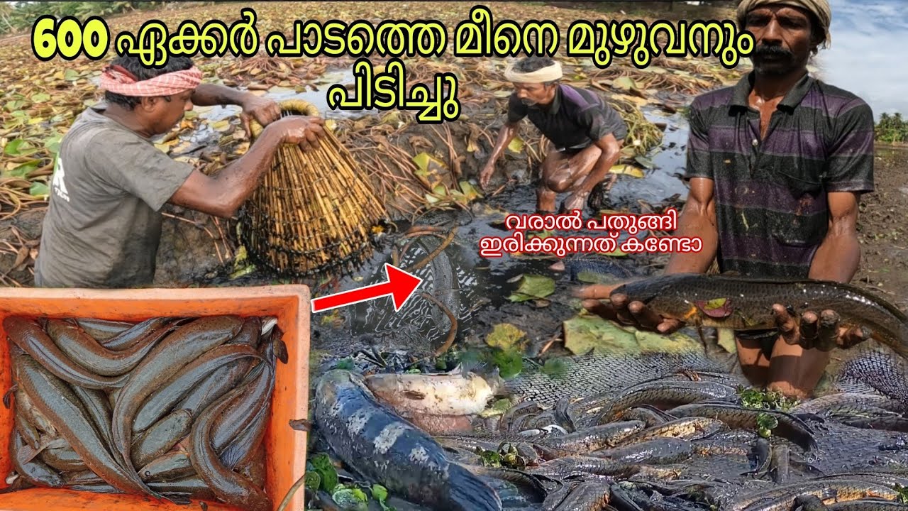 600 ഏക്കർ പാടത്തെ കുഴിയിൽ നിന്ന് മീനെ മുഴുവൻ പിടിച്ചു Traditional