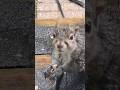 Cute Wet GraySquirrel 🐿😥 #squirrel #friends #wildlife #love #nature #thankful