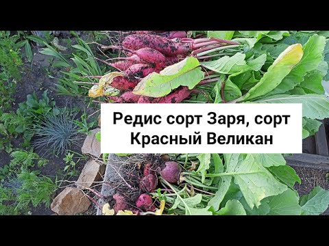 Редис сорт Заря, сорт Красный Великан Редис сорт Заря, сорт Красный Великан