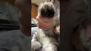 Повторяем тренд ютуба #котики #cat #рекомендации #хочуврек #тренды #cute #милота #kitten
