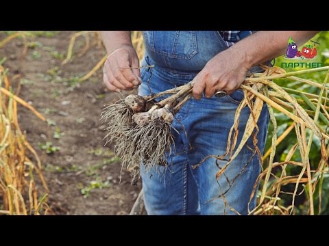 Видео: В каком месяце собирают урожай раби?