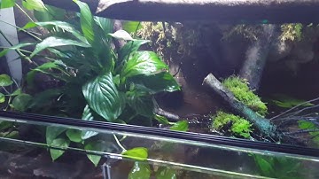 Green tree python paludarium morelia viridis