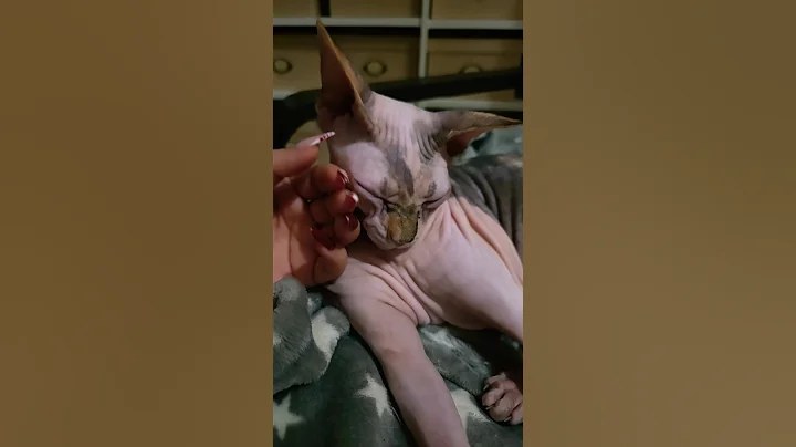 Watch the video about L.O.V.E ❤️ #sphynx #lovecats #kitty