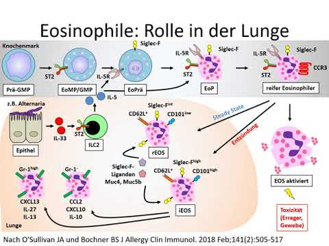 Eosinophile Granulozyten