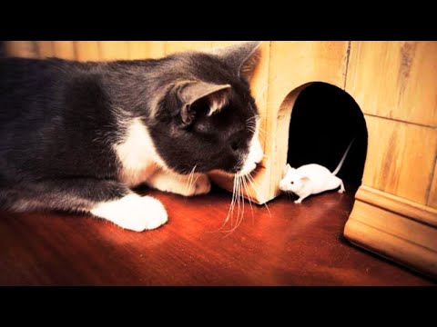 Cat Catching Mouse Video Compilation | Pets Theater
