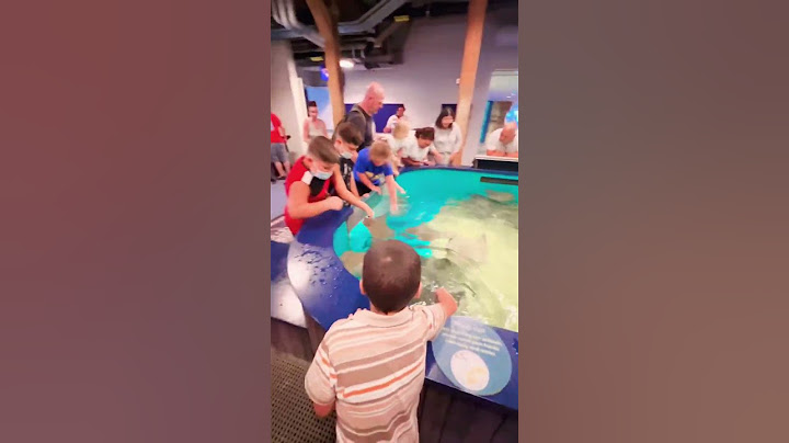 Feeding Whiptail stingrays